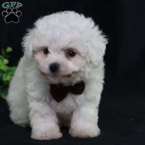 Nicky (Tiny), Bichon Frise Puppy